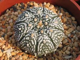 Astrophytum asterias 'Super Kabuto'