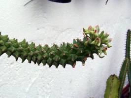 Monadenium schubei ((Pax.) N. E. Br.)
