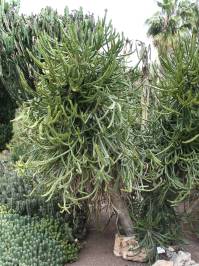 Euphorbia alcinormis