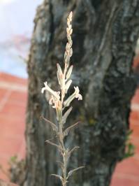 Haworthia limifolia (Marloth 1908)