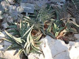 Aloe variegata (L.)