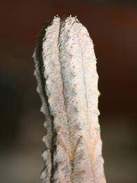 Euphorbia abdelkuri (Balf.)