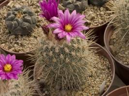 Thelocactus conothelos (Backeberg & F. M. Knuth 1935)