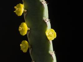 Euphorbia ambrosae