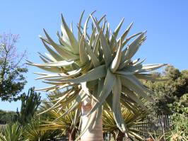 Aloe dichotoma (Masson)