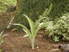 Scilla latifolia (willd)