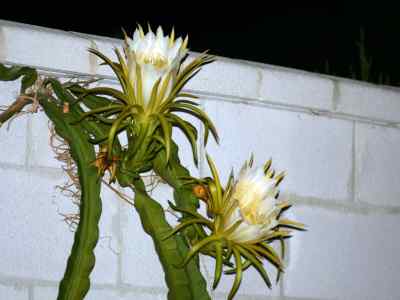 hylocereus-britton--rose-1909