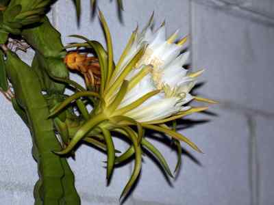 hylocereeae-engelmann--g--1858