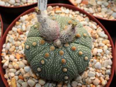 astrophytum-asterias-lemaire-1868
