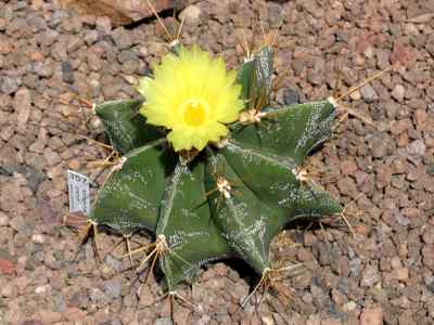 cactoideae-webb-1828