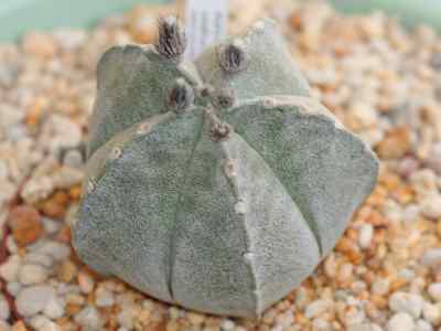 astrophytum-coahuilense-k--kayser-1932
