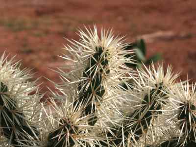 cylindropuntia-f-m--knuth-1935