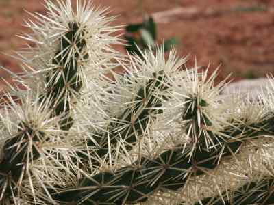 opuntioideae-k--schumann-1898