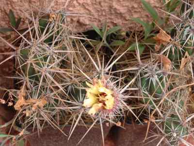 grusonia-invicta-e--f--anderson-1999