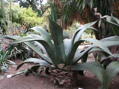 agave-l--1753