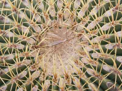 cactaceae-a--l--de-jussieu-1789