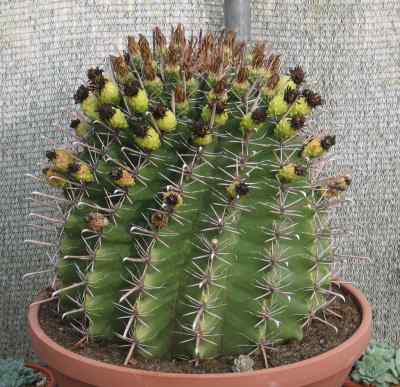 ferocactus-herrrerae-j--g--ortega-1927