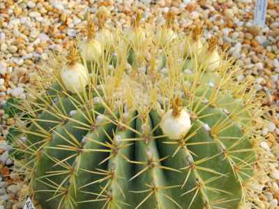 ferocactus-glaucescens-britton--rose-1922