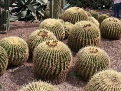 echinocactus-link--otto-1827