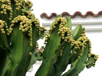 euphorbia-