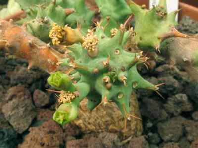 euphorbia-groenewaldii-r-a-dyer1938