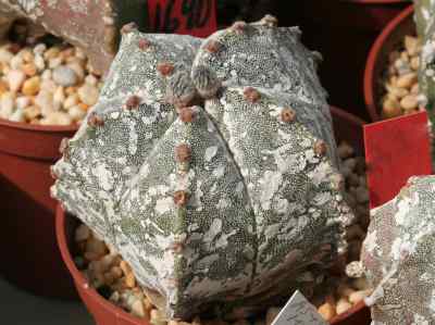 astrophytum-myriostigma-'hakuun'-