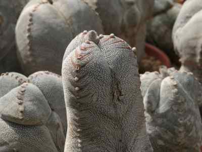 astrophytum-myriostigma-'onzuka'-