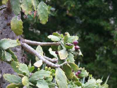 brasiliopuntia-brasiliensis-a--berger-1926