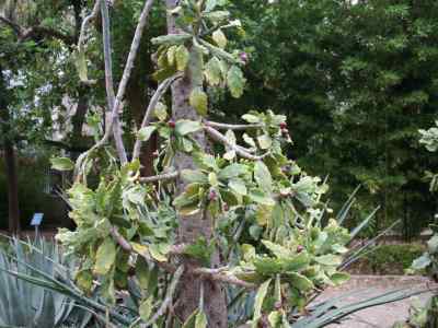 brasiliopuntia-schumann-berger