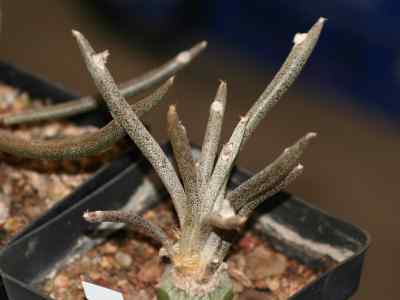 digitostigma-velazco--nevárez-2002