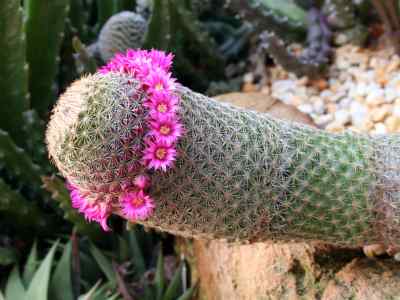 mammillaria-matudae-bravo-1956