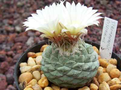 strombocactus-disciformis-britton--rose-1922