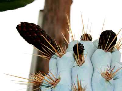 browningieae-buxbaum-1966