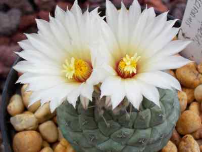 strombocactus-britton--rose-1922