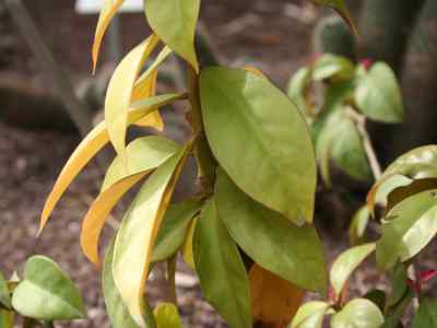 pereskioideae-k-schumann-1898