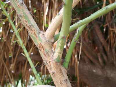 pereskia-p--miller-1754