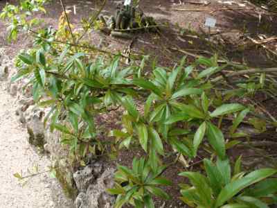 pereskia-aculeata-p--miller-1768
