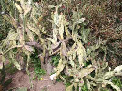 opuntia-monacantha-haworth-1819