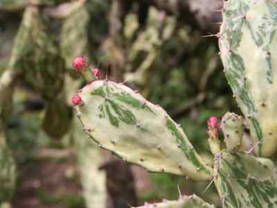 opuntia-p--miller-1754