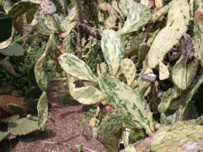 opuntia-monacantha-forma-variegata-