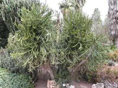 euphorbia-grandidens-