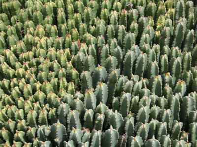 euphorbia-resinifera-o-berg1863