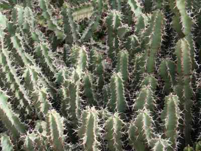 euphorbiaceae-juss---1789