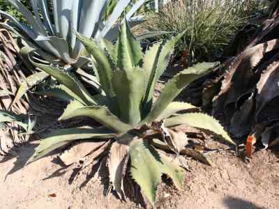 agave-salmiana-var-ferox-gentry