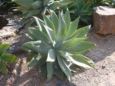 asparagaceae-juss---1789