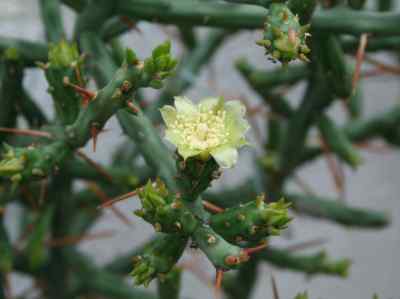 cylindropuntia-leptocaulis-dc--f-m-knuth1936-