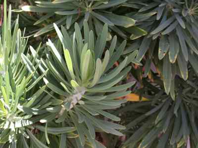 asteraceae-bercht---j--presl--1820