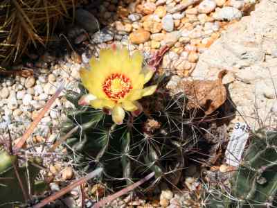 thelocactus-setispinus-e--f--anderson-1987