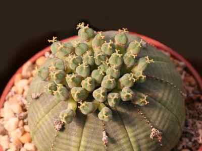 euphorbia-obesa-hooker-f--1903-
