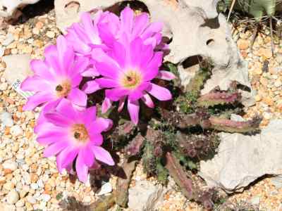 echinocereus-berlandieri-engelmann-f--haage-1859